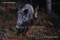 Cinghiale 21-18-11